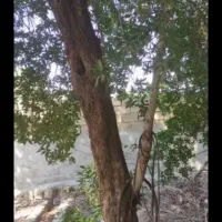 قطع درخت رایگان