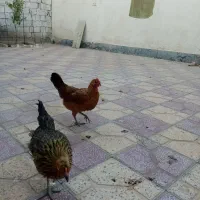 سلام مرغ تخم گذرار|حیوانات مزرعه|برازجان, |دیوار