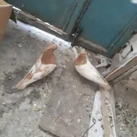 چند عدد پرنده باضمانت|پرنده|بروجرد, |دیوار