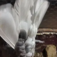 چند تا کفتر خوب