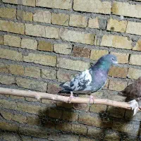 کبوتر پاکستانی وکله چیل|پرنده|خرمدره, |دیوار
