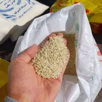 برنج عنبربو سبز..برنج اروگوئه