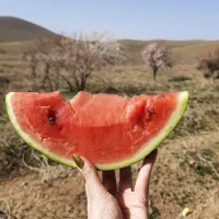 باغ انگور و میوه