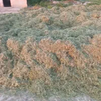 یونجه برای فروش