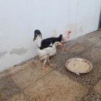 جوجه