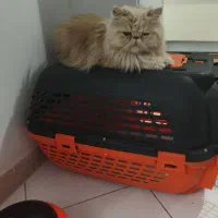 گربه پرشین سوپر فلت دوست داشتنی