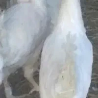 مرغ هلندی تخم گذار