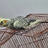 عروس هلندی ۴  ماهه ماده