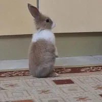 تعویض با مرغ و خروس یا پرنده