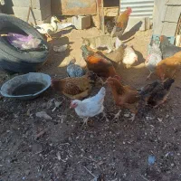 حیوانات خانگی