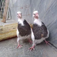 کبوتر طوقی جوجه فروشی|پرنده|بابل, |دیوار