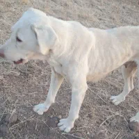 سگ سرابی|سگ|اردبیل, |دیوار