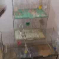 9 عدد قفس قناری 50 سانتی و یک برون|لوازم جانبی حیوانات|شیراز, میانرود|دیوار