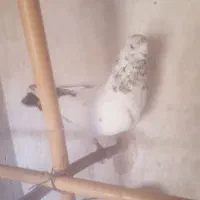 ۱۰ عدد کبوتر پزشی