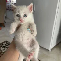 گربه بریتیش|گربه|بابل, |دیوار