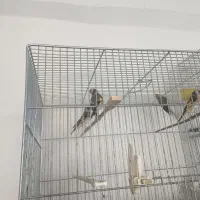 سهره ماده|پرنده|اسلامشهر, شهرک امام حسین (میان آباد)|دیوار