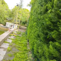 علف زنی،هرس،سمپاشی،طراحی وکاشت|خدمات باغبانی و درختکاری|آستانه اشرفیه, |دیوار