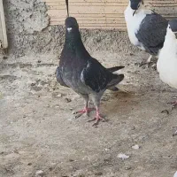 بدرنگ دم سفید نر جوانه صید