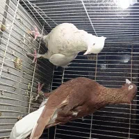 کبوتر رنگه