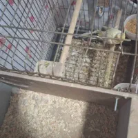 عروس هلندی آلبینو مولد|پرنده|سیراف, |دیوار