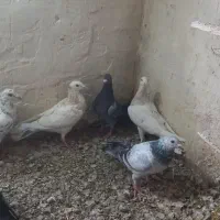 هشت عدد کبوتر هم پرشی هم جفتی همه گرفتنی