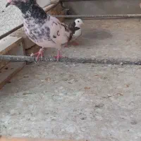 ۳ عدد کبوتر گرفتنی رو ۷طبقه بسیار زیبا