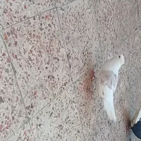 شادگان