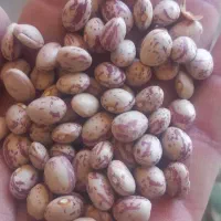 لوبیا چیتی بذری