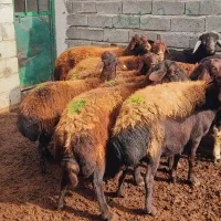 عدد گوسفند جوان افشار آبستن یکدس ۸عدد