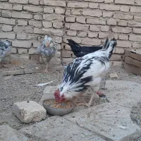 فروش تخم مرغ گلین