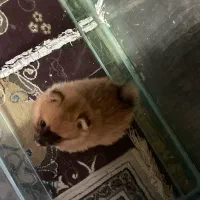 سگ پامر|سگ|بندرعباس, |دیوار