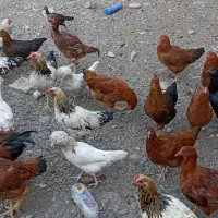 مرغ و خروس محلی