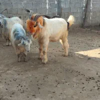 سه راس بز روزگاری|حیوانات مزرعه|شوشتر, |دیوار