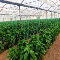 استخدام کارگر گلخانه