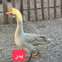 قوغاز قو غاز