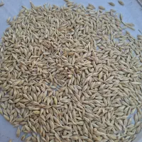 بذر جو آبی مناسب برای کشت ودام