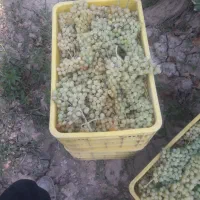 انگور با کیلو ۹۰