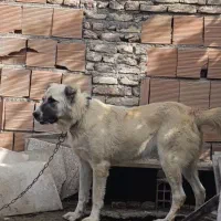 واگذاری سگ ماده ترکمن دم فحل|سگ|بندر ترکمن, |دیوار