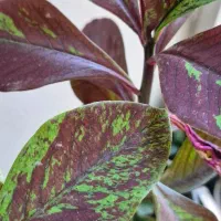 درخته بهار نارنج و درختچه فردوس|گل و گیاه طبیعی|ارومیه, |دیوار