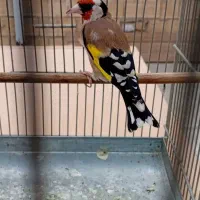 سهره مراغه|پرنده|رباط‌کریم, نصیرشهر|دیوار