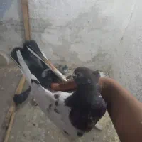 کله دم|پرنده|ایلام, |دیوار