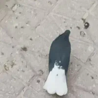 ماده دم اسبی