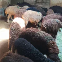 گوسفند زنده