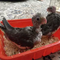 عروس هلندی با دوتا جوجه|پرنده|کرج, ساسانی (قلمستان)|دیوار