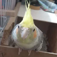 عروس هلندی نر و ماده|پرنده|تبریز, |دیوار