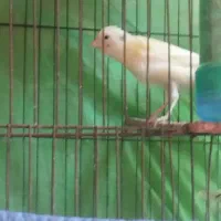 قناری نره .2عدد.ماده .  5ماهه.فر