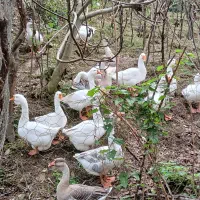 قوغاز نر ماده سالم سر حال|حیوانات مزرعه|ماکلوان, |دیوار