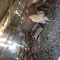 باسلام دو عدد مرغ تخمی با یک عدد خروس.