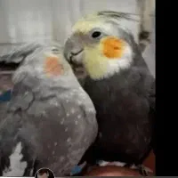 جفت عروس هلندی