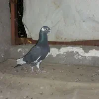 پلنگ سیاه نر عتیقه